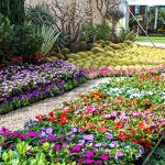 رحلة لجنة المراة اليوم الواحد إلى معرض الزهور